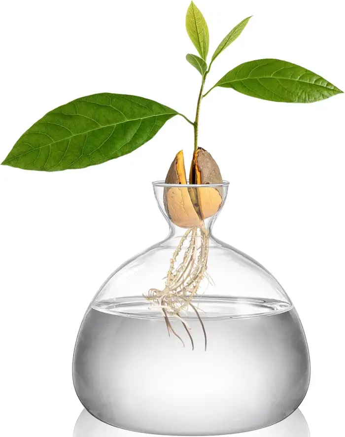 Vase de démarrage pour graines d'avocat