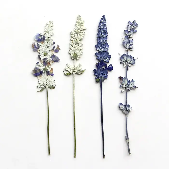 12 pièces/6-10 cm, en gros, spécimens de salvia naturelle, fleurs pressées pour marque-pages DIY, colle goutte à goutte, cadres photo décoratifs, matériaux végétaux