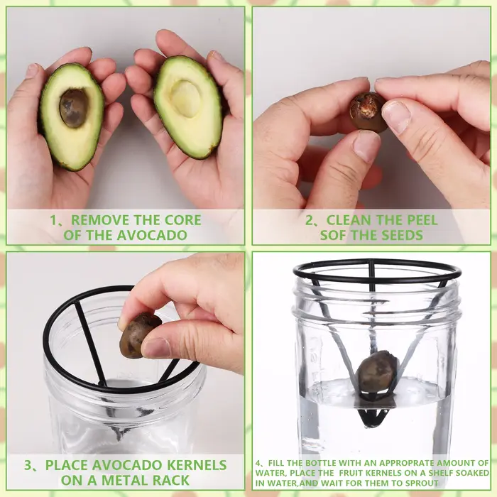 Germinateur d'avocat avec supports en métal conique