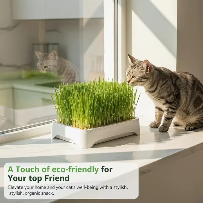 Pot de culture hydroponique pour herbe à chat