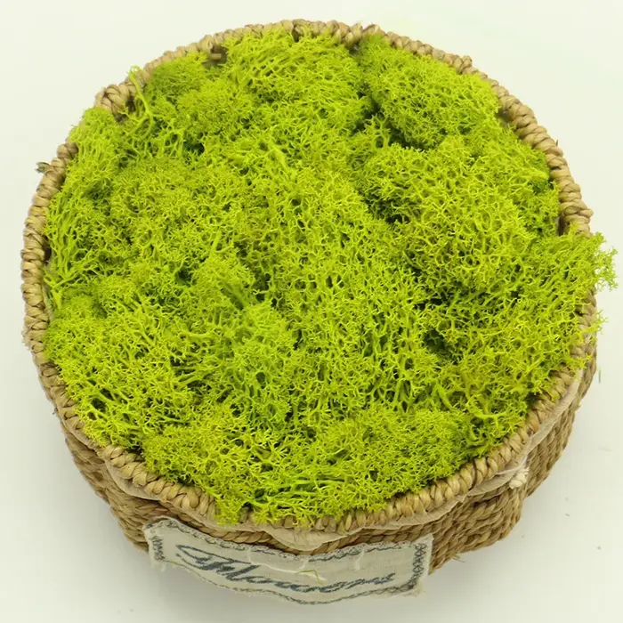 Mousse de plantes artificielles pour la décoration murale de la maison, matériel de fleurs bricolage