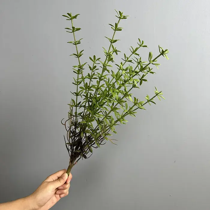 Lot de 6 fausses plantes vertes en plastique