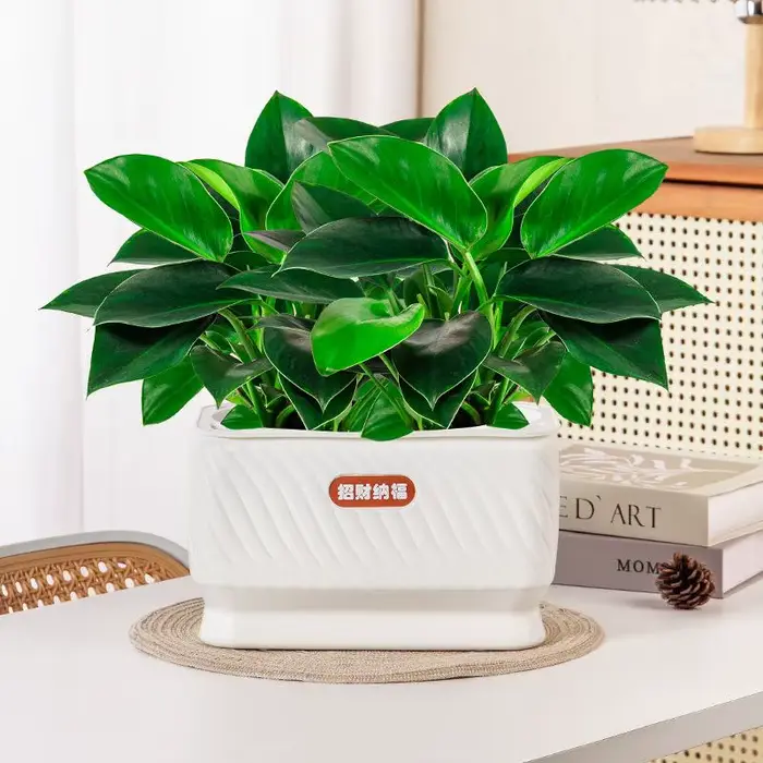 Pot de fleurs auto-arrosant en plastique