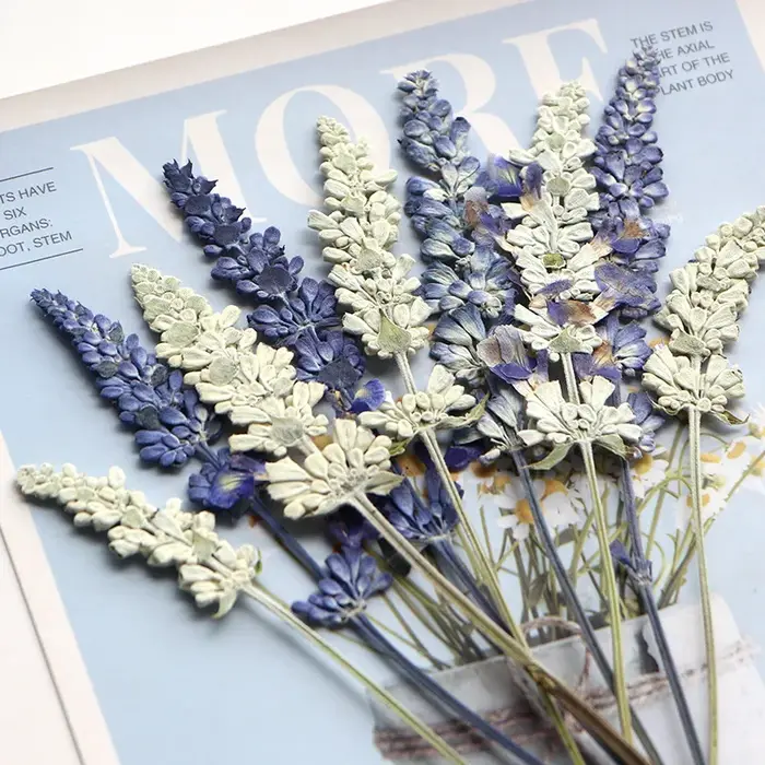 12 pièces/6-10 cm, en gros, spécimens de salvia naturelle, fleurs pressées pour marque-pages DIY, colle goutte à goutte, cadres photo décoratifs, matériaux végétaux