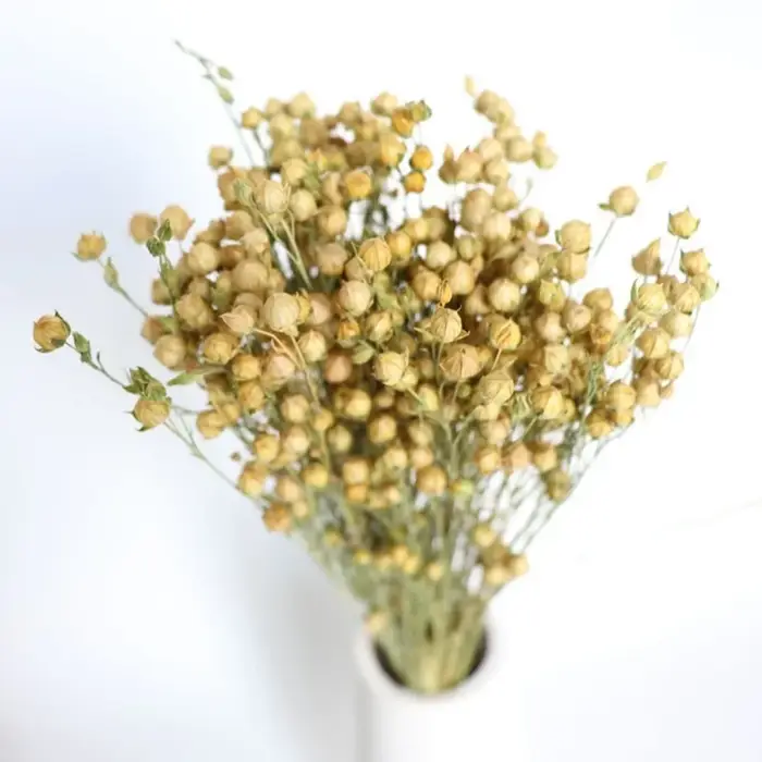 Bouquet de fleurs de haricots d'acacia séchés naturels