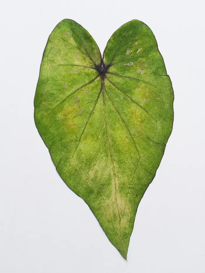 1 pièce, Feuillage de Caladium pressé véritable, fleurs séchées, feuilles colorées, petits spécimens