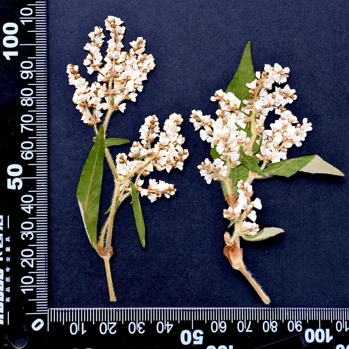 12 pièces, fleurs pressées séchées de sarrasin naturelles, fournitures de bricolage pour Scrapbook, 