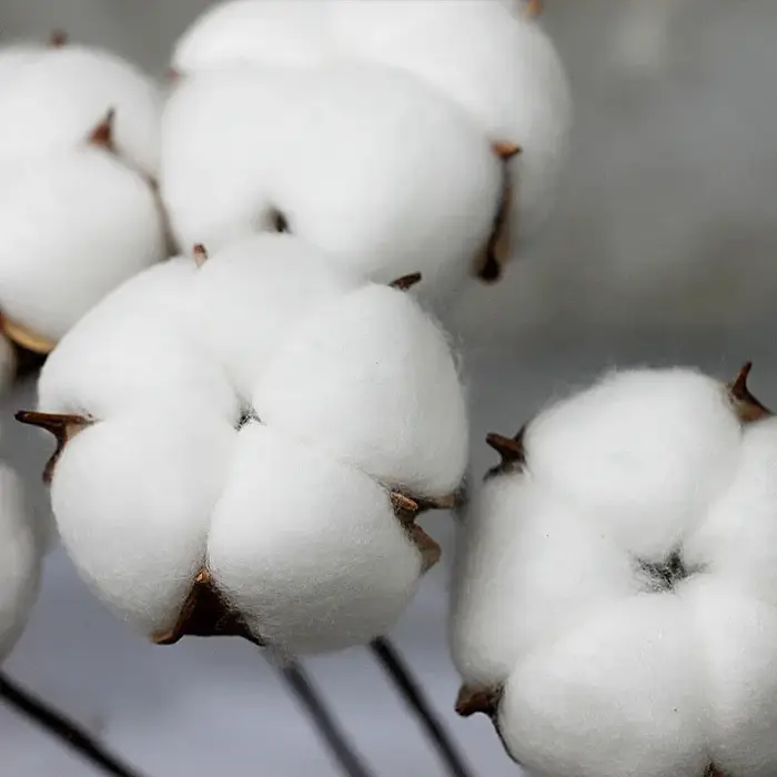 Fleur naturelle séchée en coton, plante artificielle, branche pour décoration de fête de mariage, fa