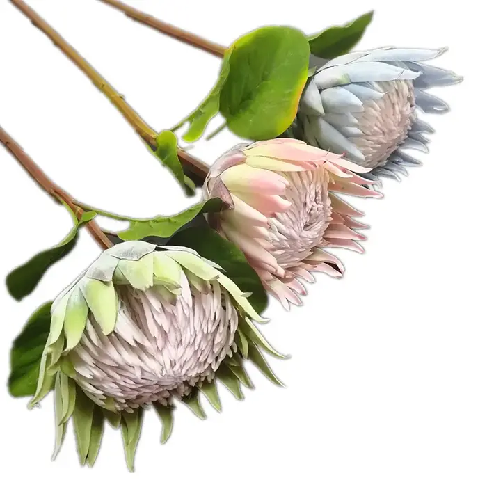 InjProtea-Branche de Fleur Artificielle de Cyovale oides