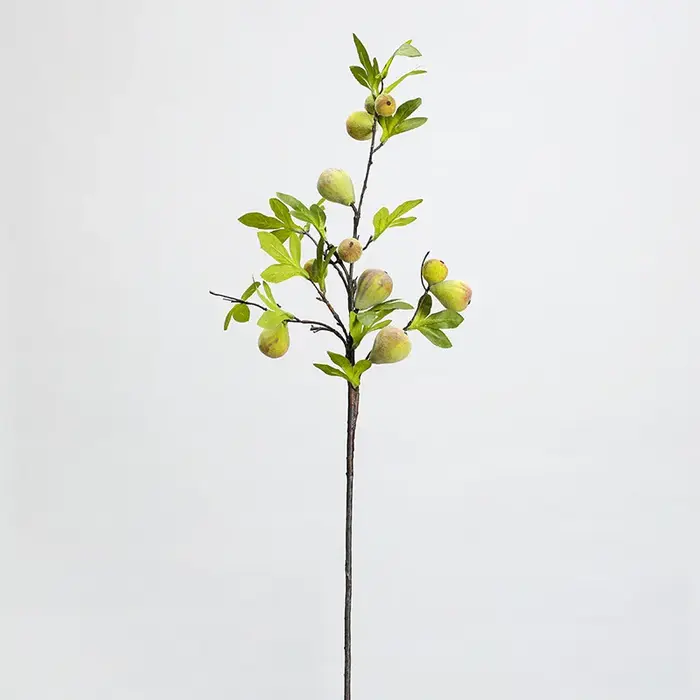Branche de fausse figue avec fruit