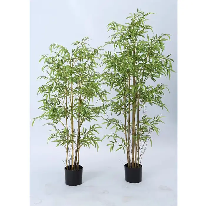 Branche de bambou de Taiwan