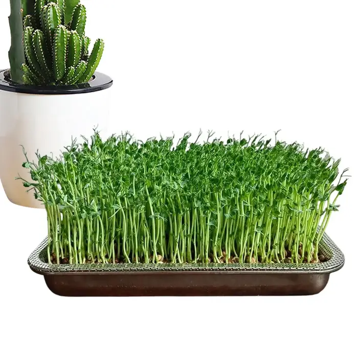 Plateau de culture de plantes