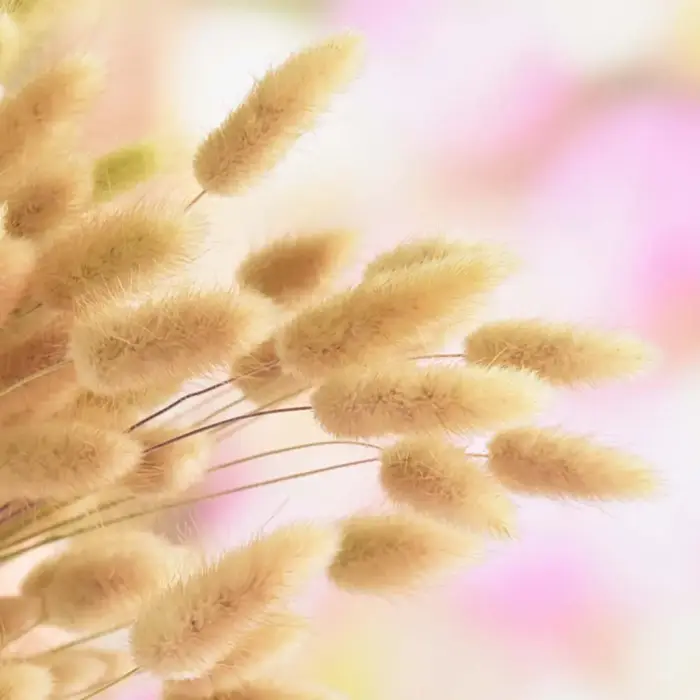 50 pièces de queues de lapin séchées, herbe naturelle, plantes décoratives, fleurs pour mariage, décoration de table, herbe séchée Pennisetum