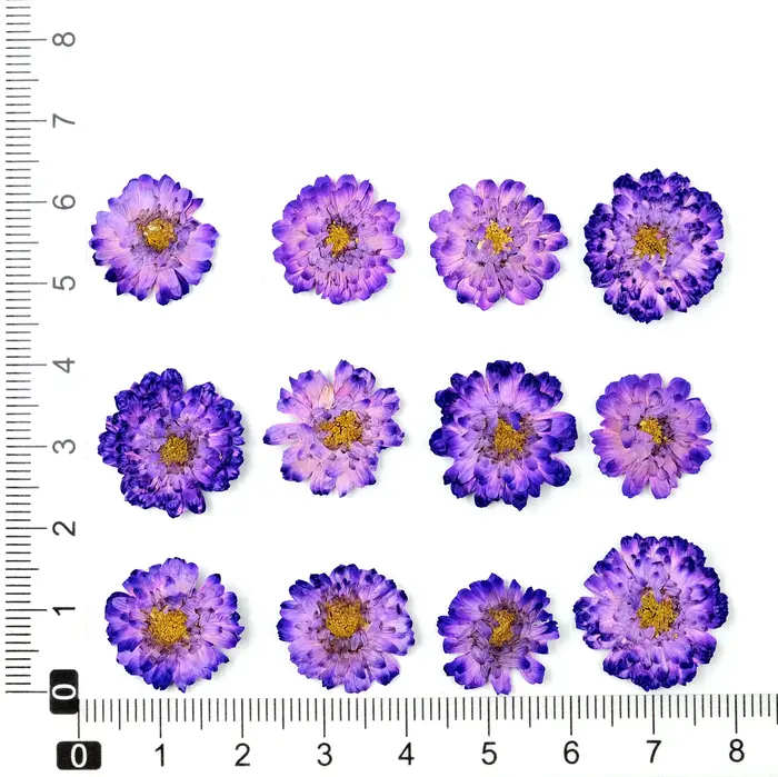 12 pièces/1-2 cm, mini fleurs séchées de marguerite et de camomille pressées, pour DIY, colle liquid