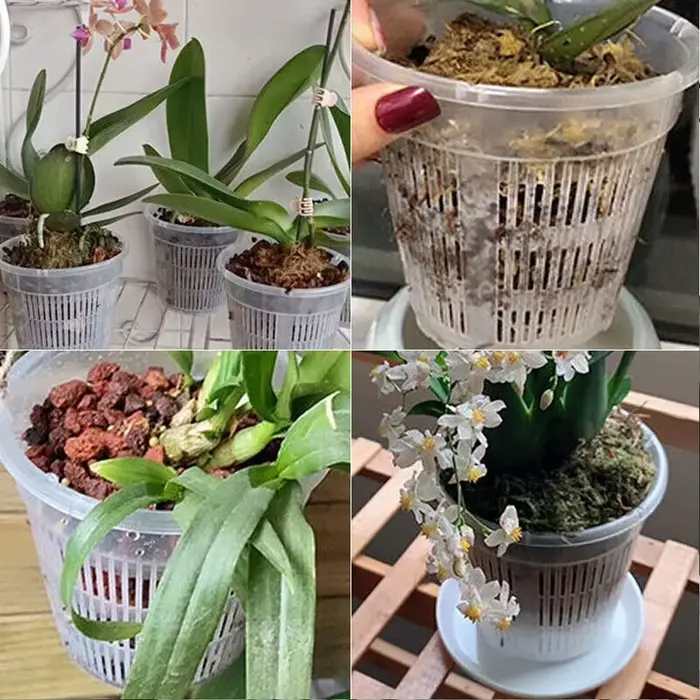 Pot d'orchidée avec soucoupes