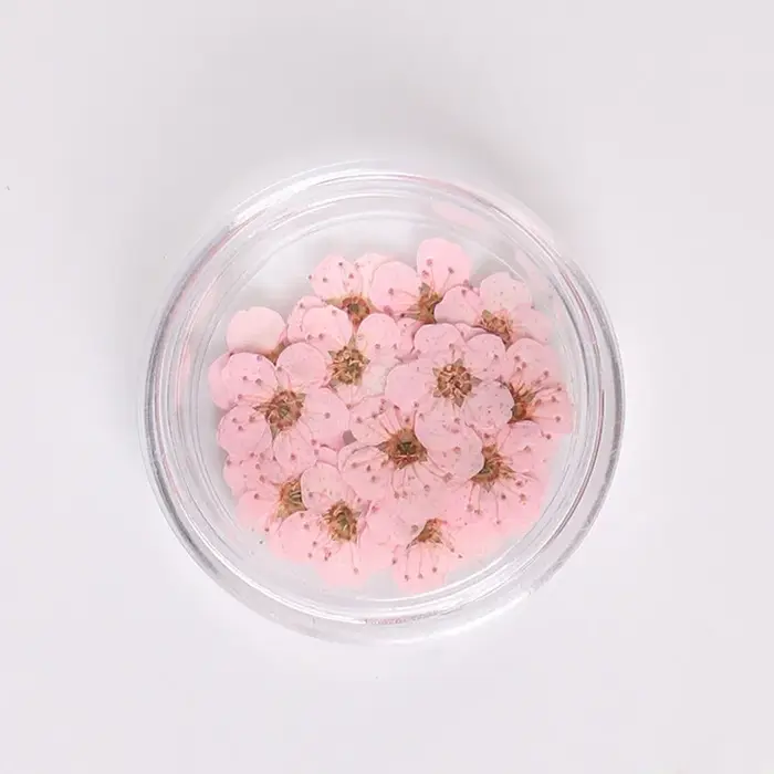 Ensemble de petites fleurs séchées Spirea pour décorations Nail Art, 6mm, fleurs naturelles réelles