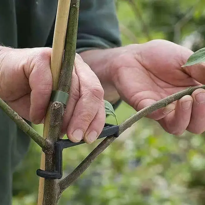 Extracteur de branches de plantes