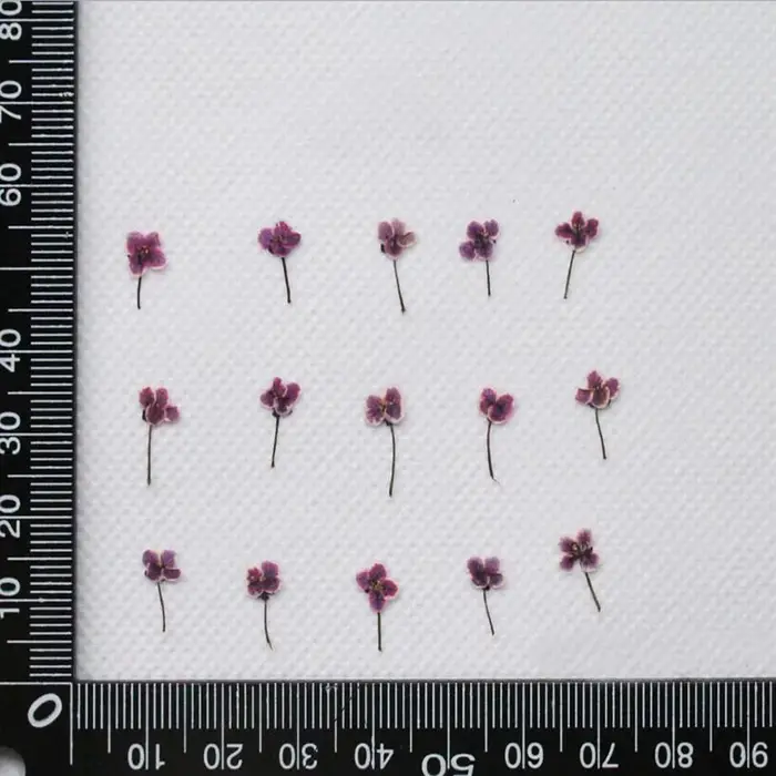 Mini plante de fleur de Lobularia Maritima séchée pressée