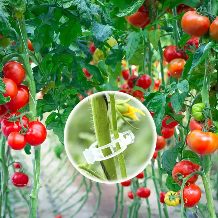 Clips pour plantes grimpantes