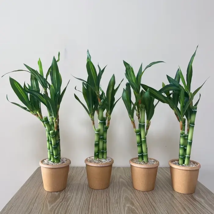 Plante artificielle en bambou porte-bonheur