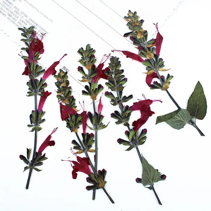 Fleur de Sauge Rouge vaccée en Relief