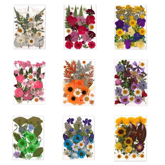 Fleurs séchées pressées pour résine