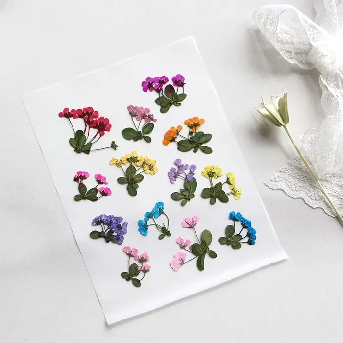 2-3cm/12pcs, Petites fleurs pressées