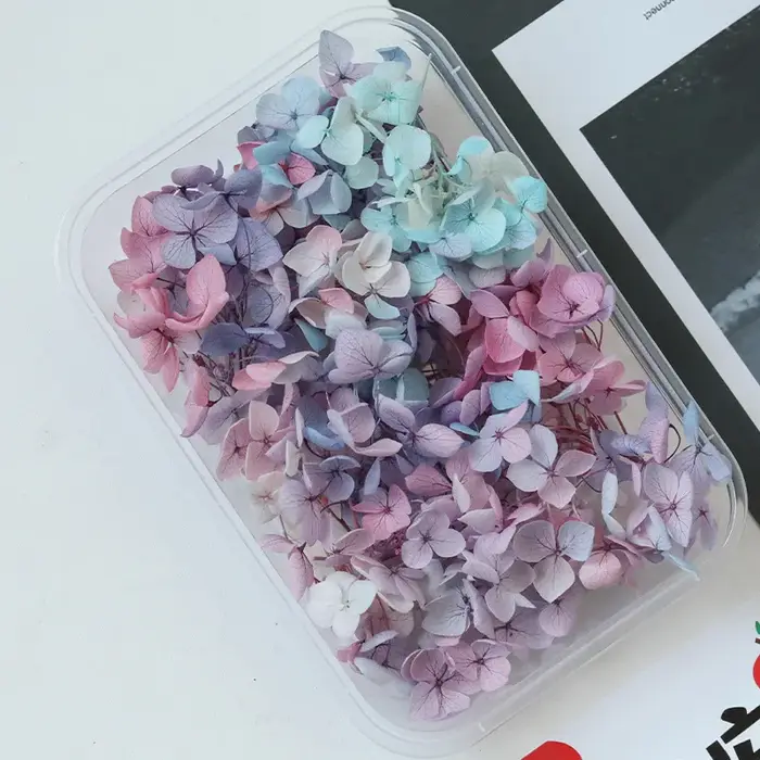 Anna – hortensia de couleur dégradée, fleurs séchées naturelles conservées, couverture en verre, cad