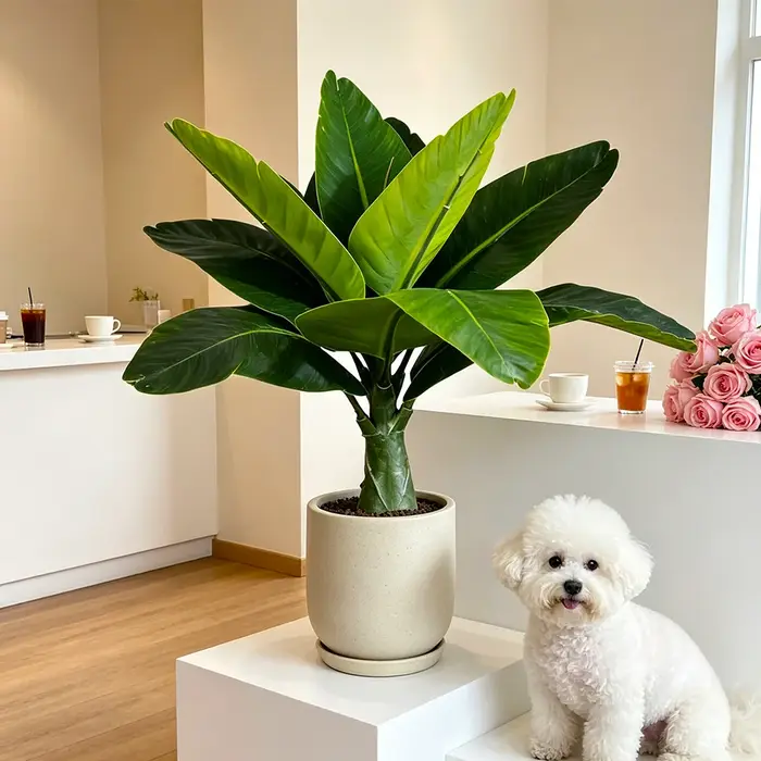 Plantes artificielles de bananiers 37/40 cm