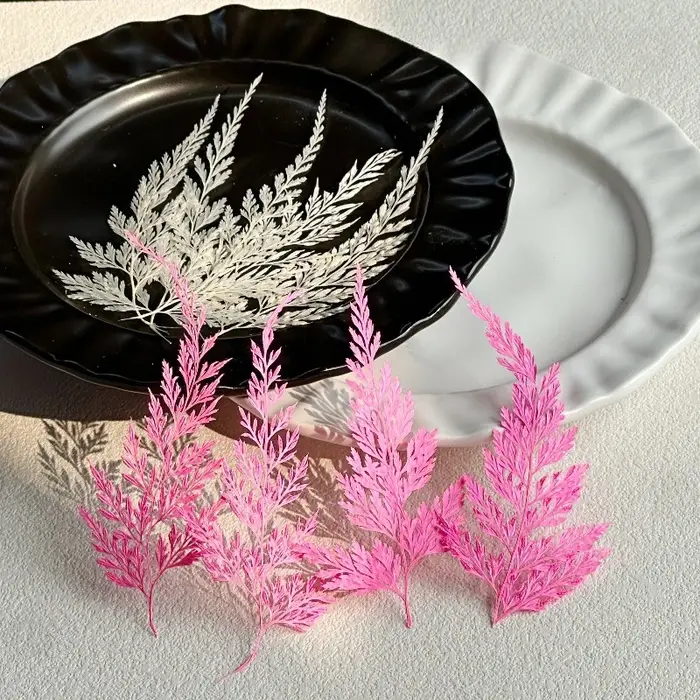 12 pièces, Véritables feuilles de Sphenomeris Chinensis séchées et pressées