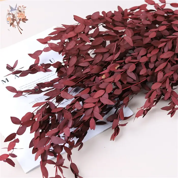 Bouquet de feuilles d'eucalyptus naturelles