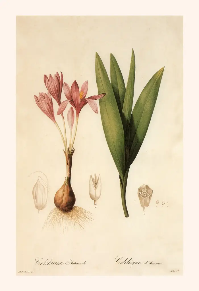 Vintage classique rizome connaissance plante fleurs Illustration affiche toile peinture mur Art phot