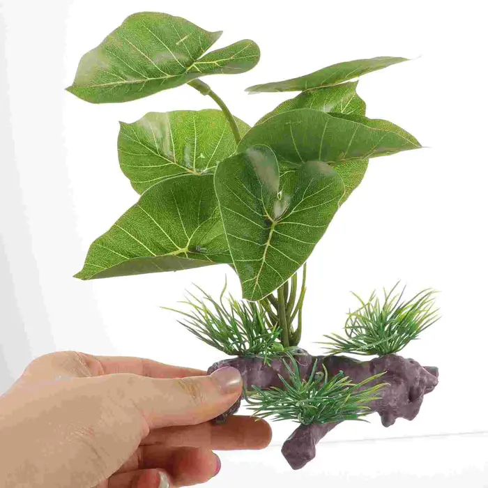 Plante pour Aquarium durable
