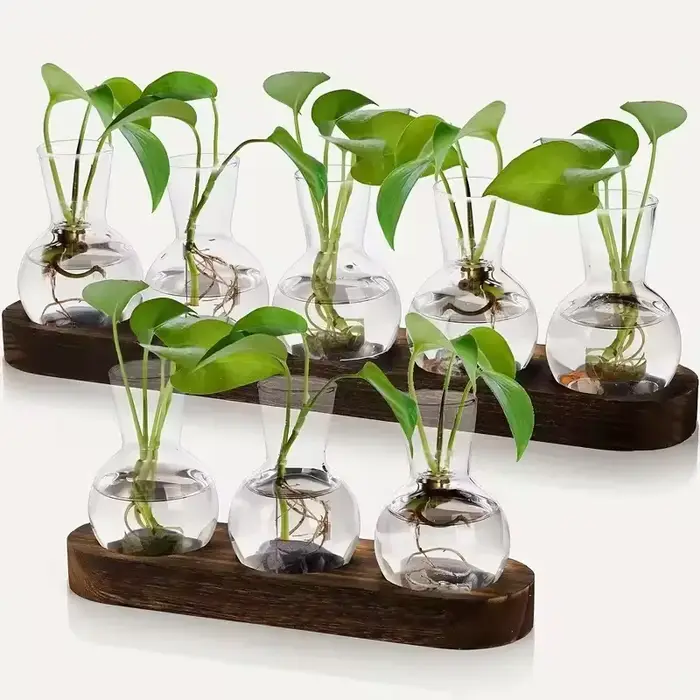 Terrarium en verre pour plantes avec plateau en bois – Pour la propagation hydroponique en intérieur