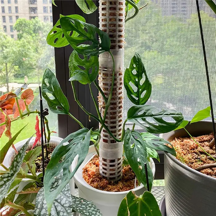 Colonne grimpante pour plantes
