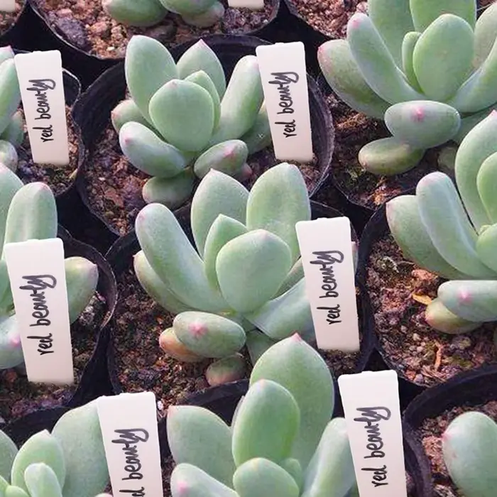 Étiquettes de plantes de jardin, 100 pièces, accessoires de plantes, Pots de fleurs, étiquettes de p