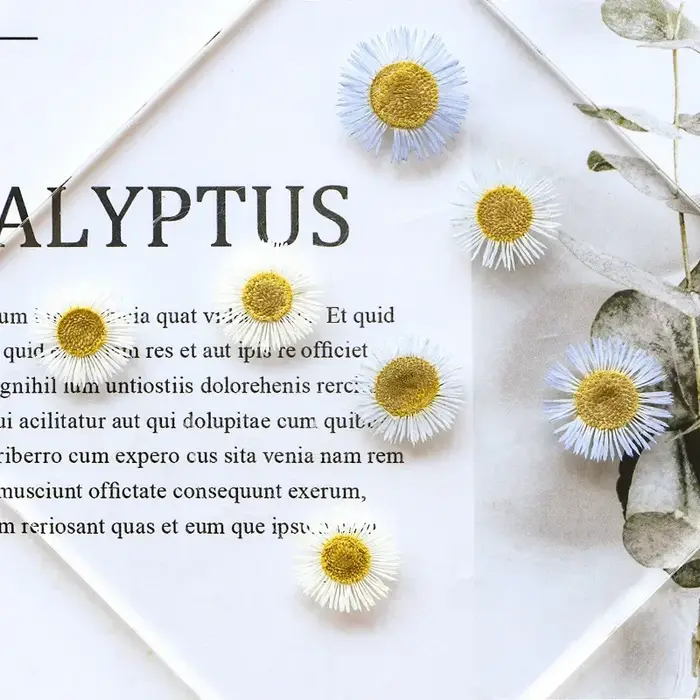 1,5-2,5 CM/12 PIÈCES, Pétales de fleurs séchées d'Erigeron annuel pressées, pour marque-pages peints à la main, cadres photo, bijoux, bougies d'aromathérapie