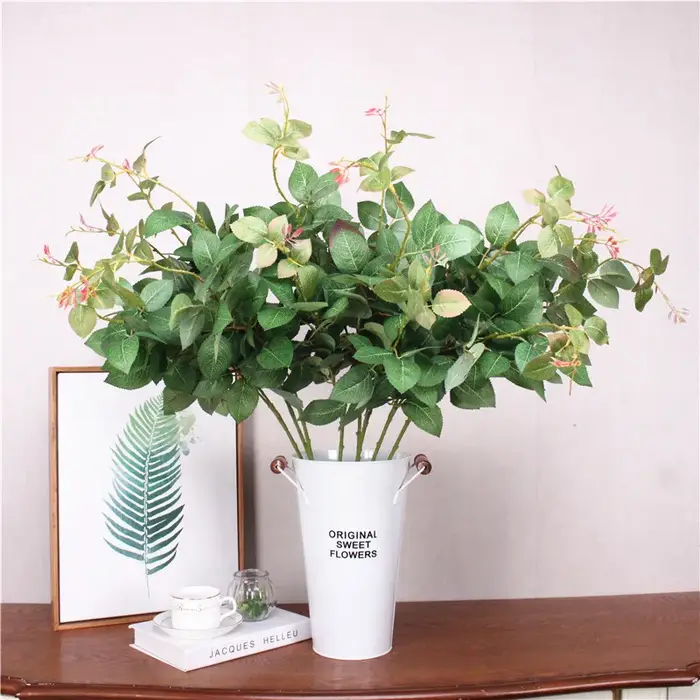 Plantes vertes pour décoration
