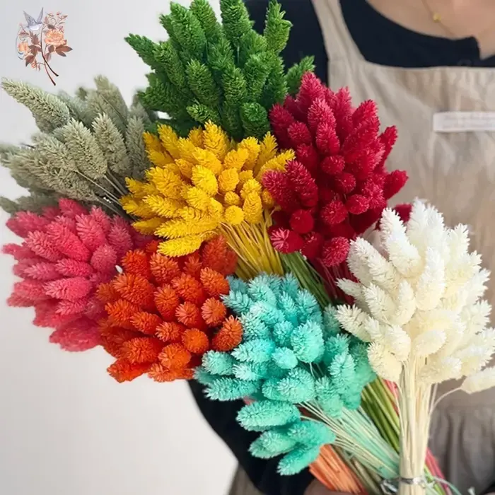 50 pièces fleurs séchées naturelles gemme herbe Phalaris plante maison salon décoration préservée bijoux