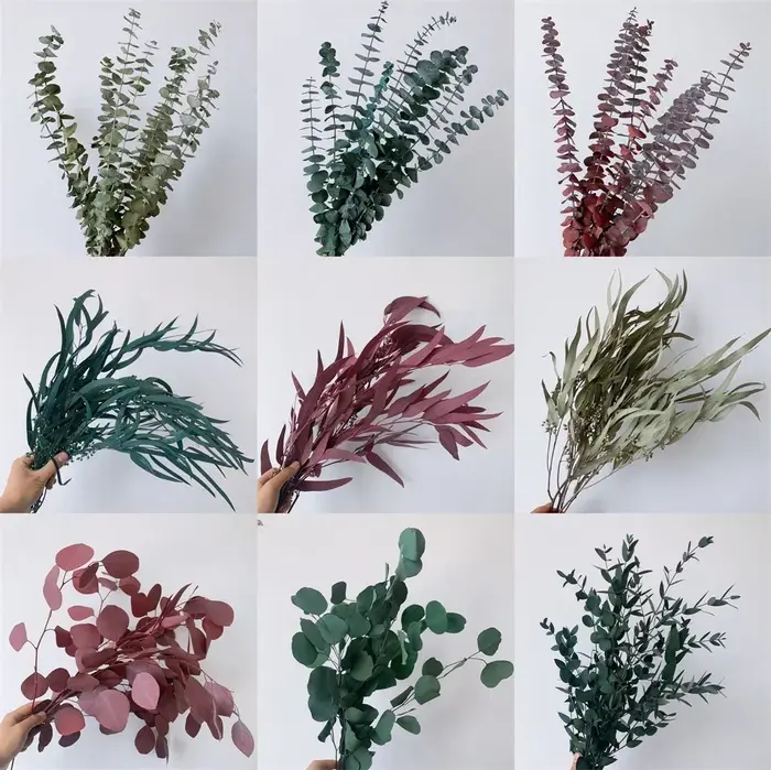 Feuilles d'eucalyptus naturelles