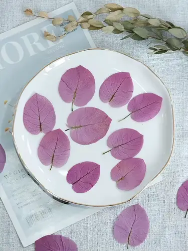 3-5cm/24 pièces, Fleurs de Bougainvillea Glabra pressées naturelles, Véritables fleurs séchées pour 