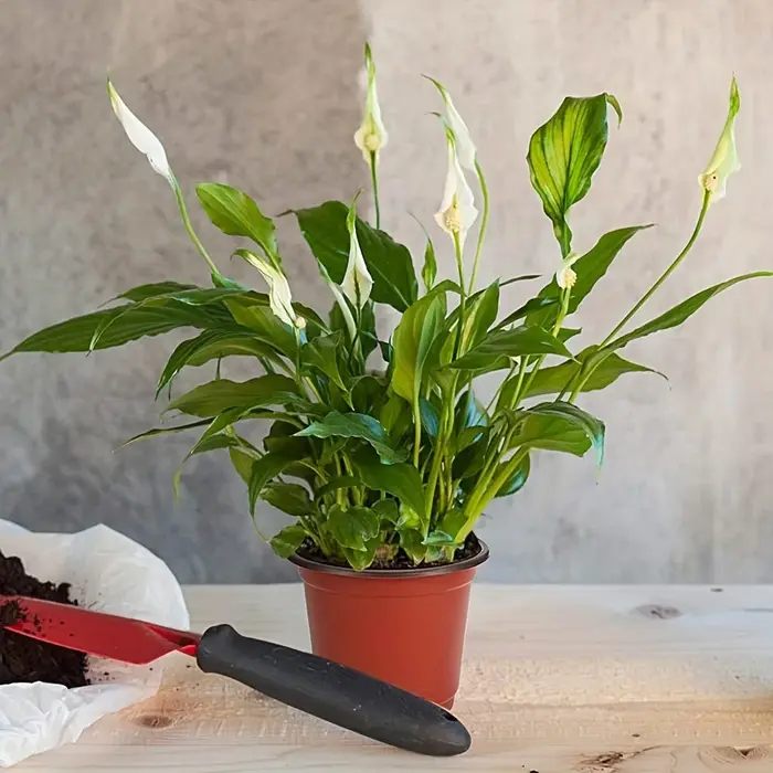 Paquet de 50 Pots de pépinière de style américain – Conteneurs polyvalents pour semis intérieurs/extérieurs