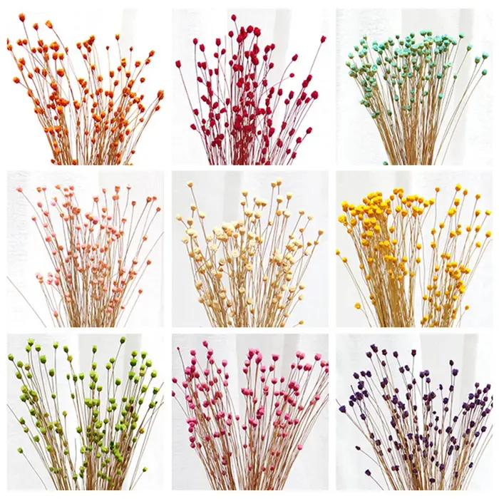 250 pièces vraie fleur sèche fleurs séchées naturelles photographie décorative décor à la maison Photo toile de fond