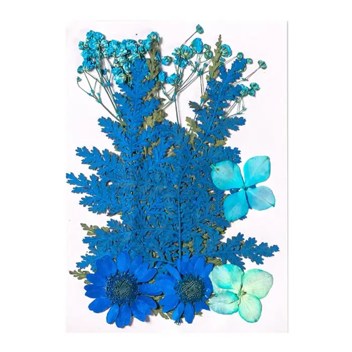 Fleurs séchées naturelles pressées, pour bricolage artisanat, moules en résine, fleurs entièrement n
