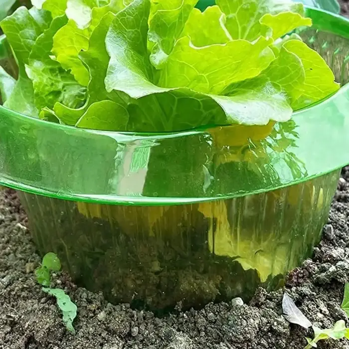 Anneaux de protection anti-légionnaires pour plantes