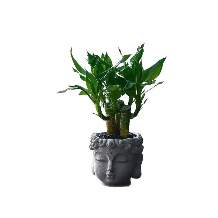Plante en pot Xiaopan Bodhi