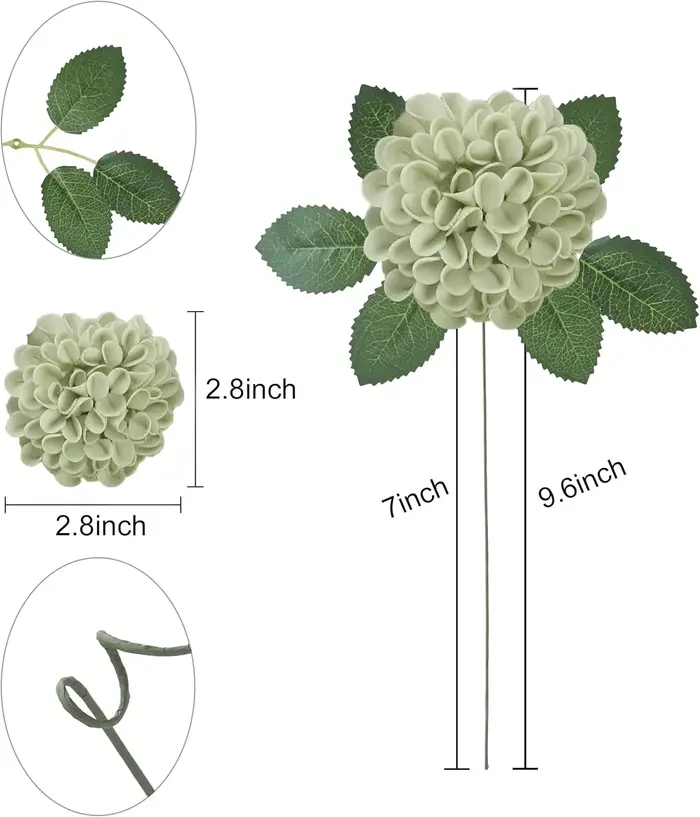 Fleurs de Dahlia vert sauge