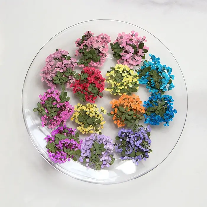 2-3cm/12pcs, Petites fleurs pressées