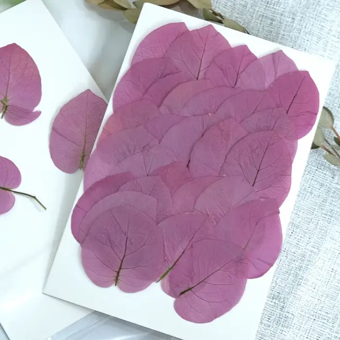 3-5cm/24 pièces, Fleurs de Bougainvillea Glabra pressées naturelles