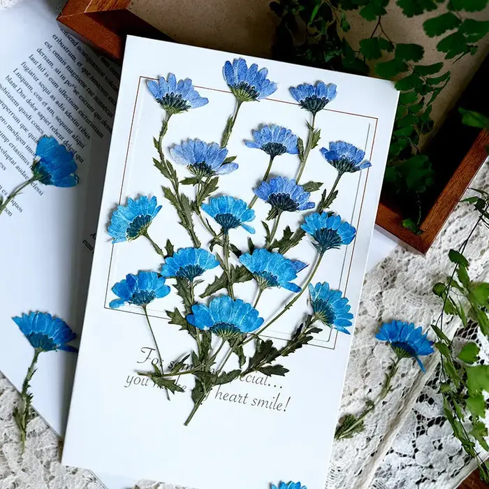 12 pièces, fleurs de chrysanthème séchées